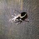 Wheel Bug