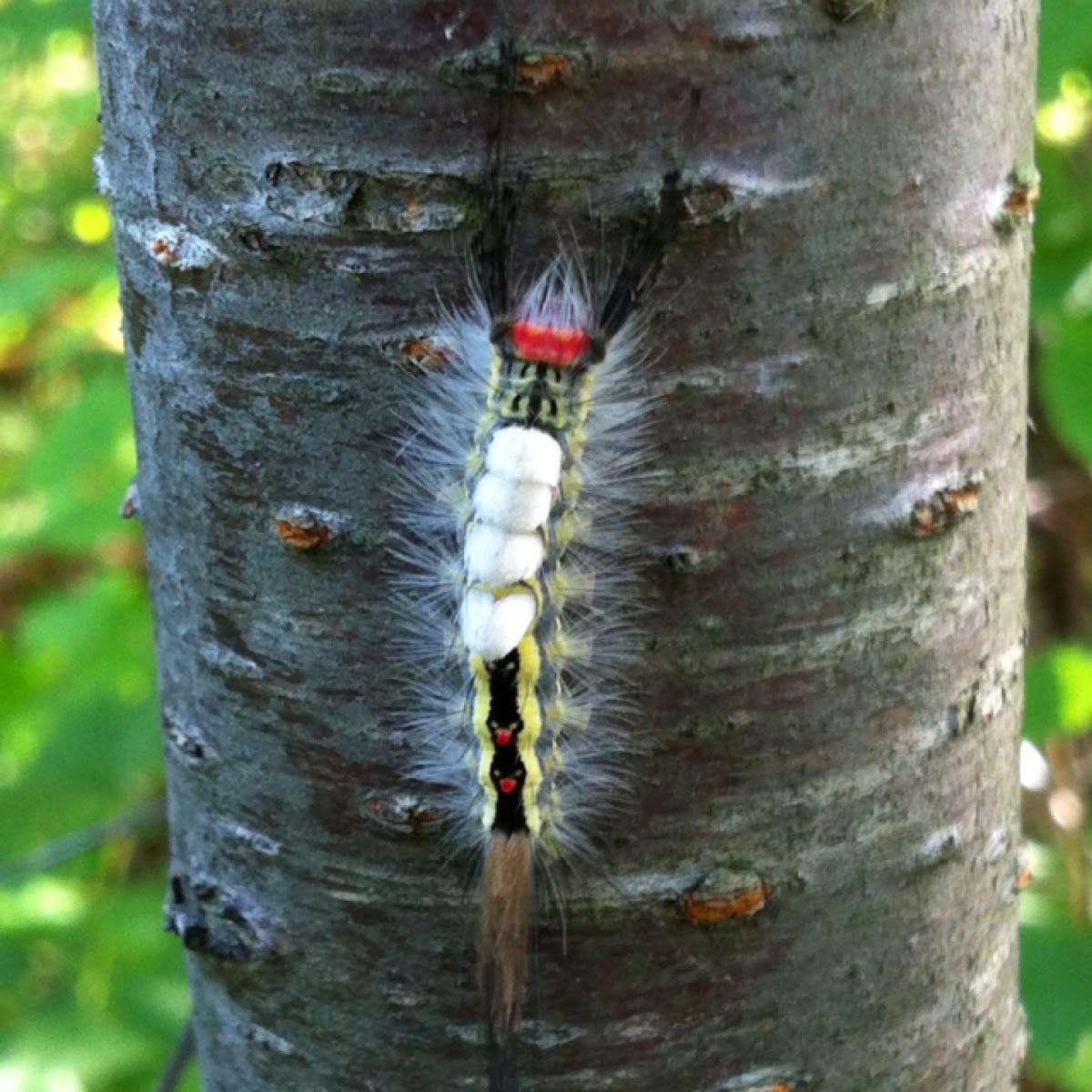 White-marked Tussock Moth Caterpillar