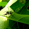 Banded Phintella Jumper