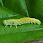 Large Alder Sawfly larva