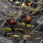 African Firefinch