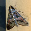 Sundowner Moth