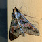 Sundowner Moth