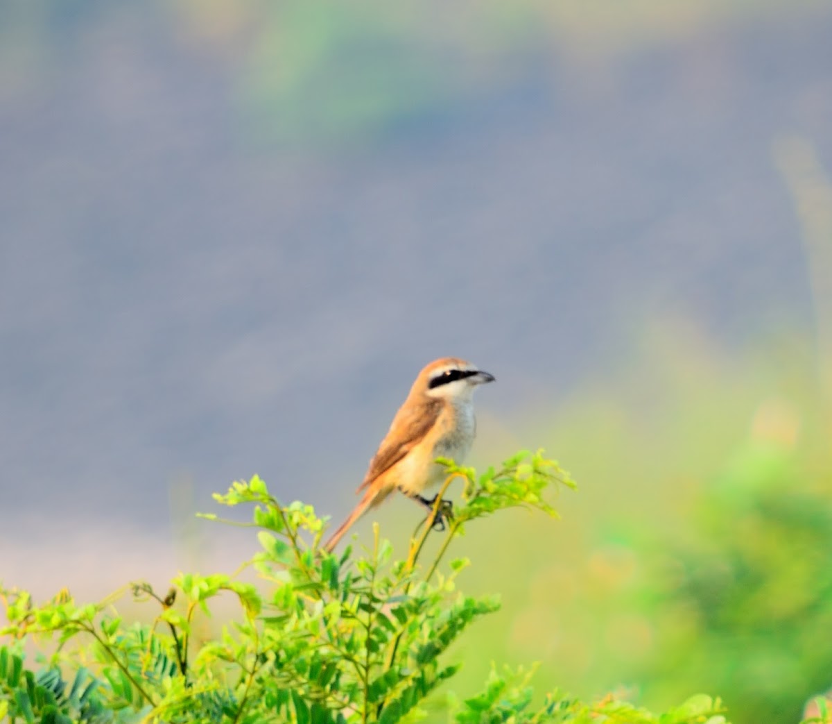 brown shrike