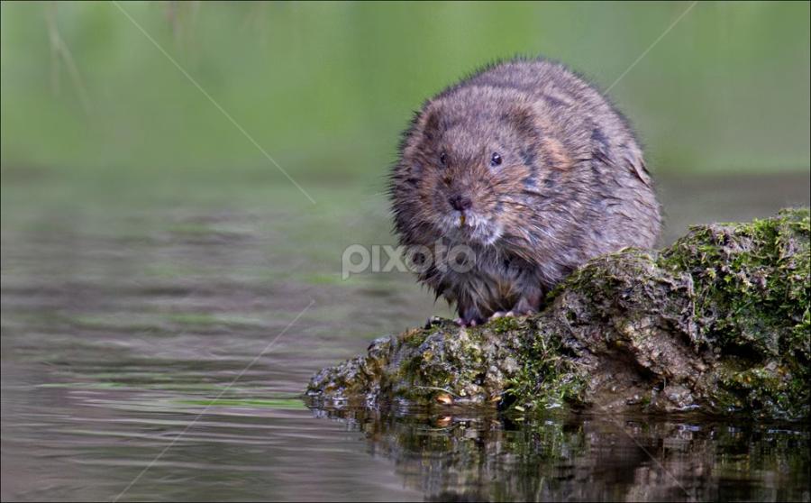 Another Water Vole from today.  3 adults seen and 1 juvenile. by Marlene Finlayson - Animals Other Mammals