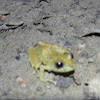 Common Tink Frog