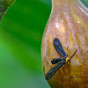 Grapeleaf Skeletonizer