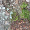 Moss and Lichen
