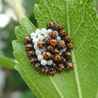 Brown Marmorated Stink Bug nymphs