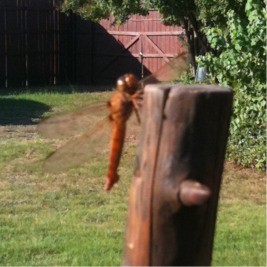 Red dirt dragonfly