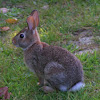 Eastern Cottontail Rabbit