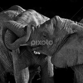 Elephants by Cristobal Garciaferro Rubio - Black & White Animals
