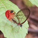 Pink-tipped Satyr