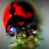 Transverse Ladybird Beetle