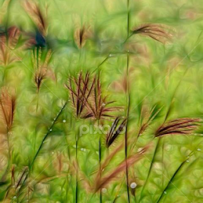 Ilalang ilalang menghalangi pandanganIlalang ilalang jadi saksi cerita malam#Machicha Mochtar by Haddy Hartono - Nature Up Close Leaves & Grasses