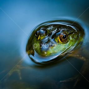 Submerged Bullfrog by Abeselom Zerit - Animals Amphibians