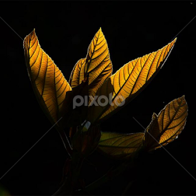 Play Of Light by Nithya Purushothaman - Nature Up Close Leaves & Grasses
