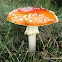 Fly Agaric