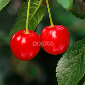 Reds - Cherries 2 by Doug & Coleen Walkey - Nature Up Close Gardens & Produce