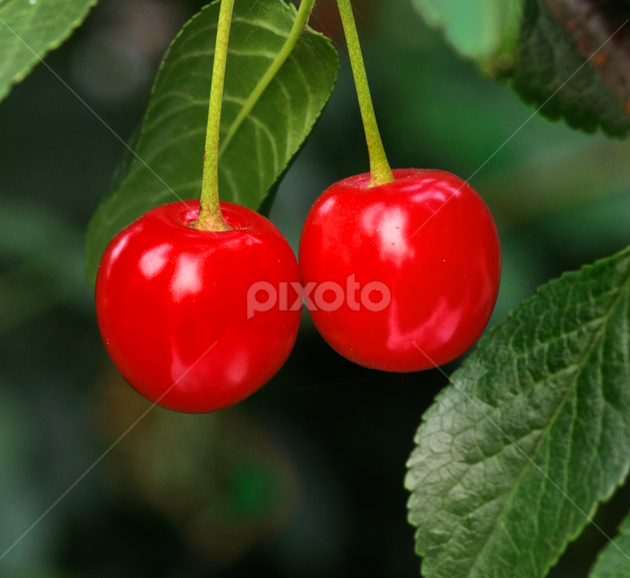 Reds - Cherries 2 by Doug & Coleen Walkey - Nature Up Close Gardens & Produce