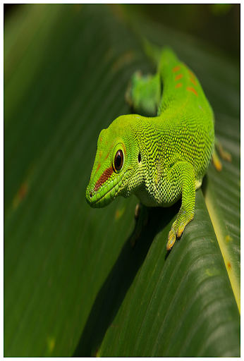 【免費個人化App】Gecko Backgrounds Wallpaper-APP點子