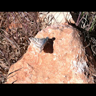 Checkered skipper