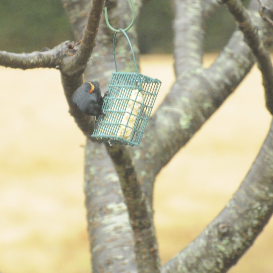 Red-winged Blackbird, Eastern Group