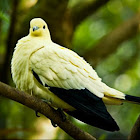 Yellowish Imperial Pigeon