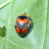 Large Leafeating Ladybird