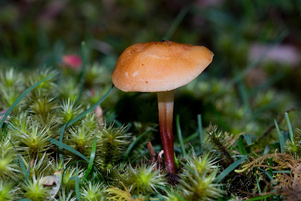 Marasmius elegans | Project Noah