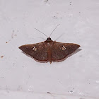 Sapodilla Borer Moth