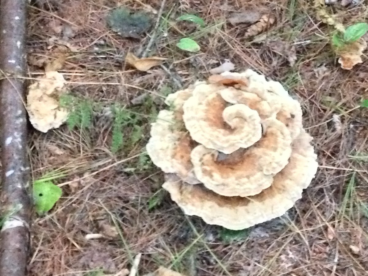 fungi?