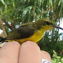 Olive-backed Sundbird
