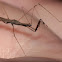 Thread-legged Assasin Bug