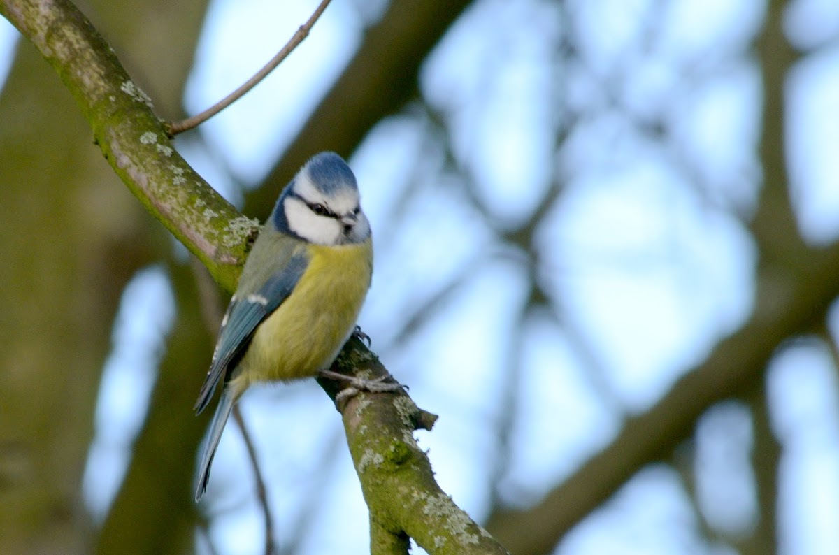 Blue Tit