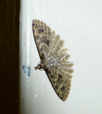 Twenty-plume Moth