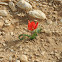 Desert tulip