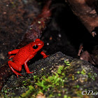 Strawberry Poison Frog