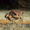 Juvenile - Common Asian Toad