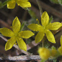 Pine Barren Goldenheather