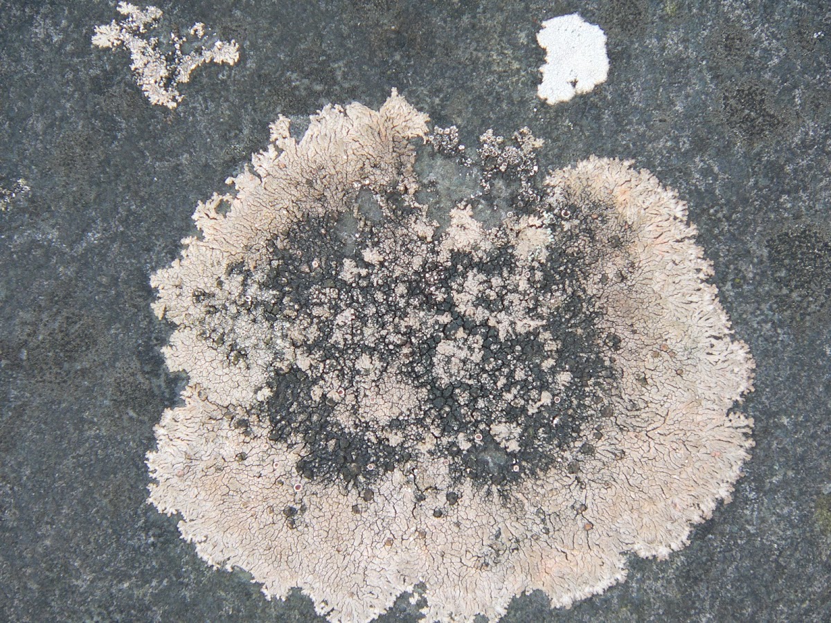 crustose Lichen