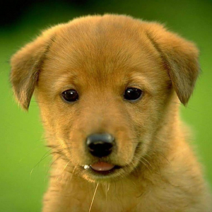 Pet Animal Sounds Free.apk 1.4.7