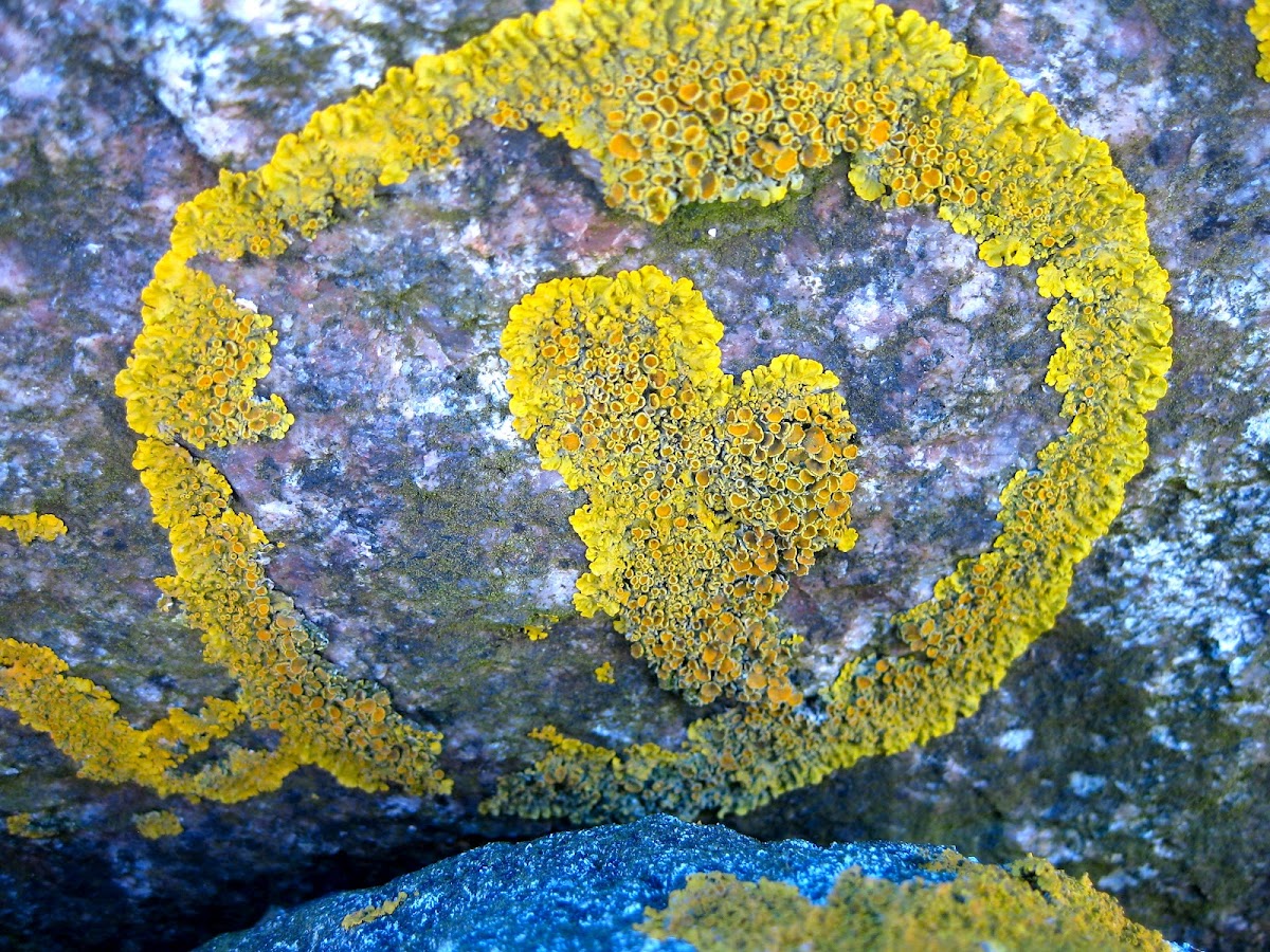 Yellow Lichen