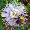 Passion flower and bee