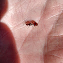 Native ant