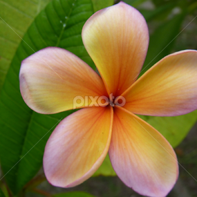 Yellow & Pink Frangi by Nadia Chatterton - Flowers Single Flower