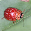 Red variole leaf beetle