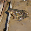 Southern Leopard Frog (male)