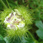 wild maracuja, bush passion fruit