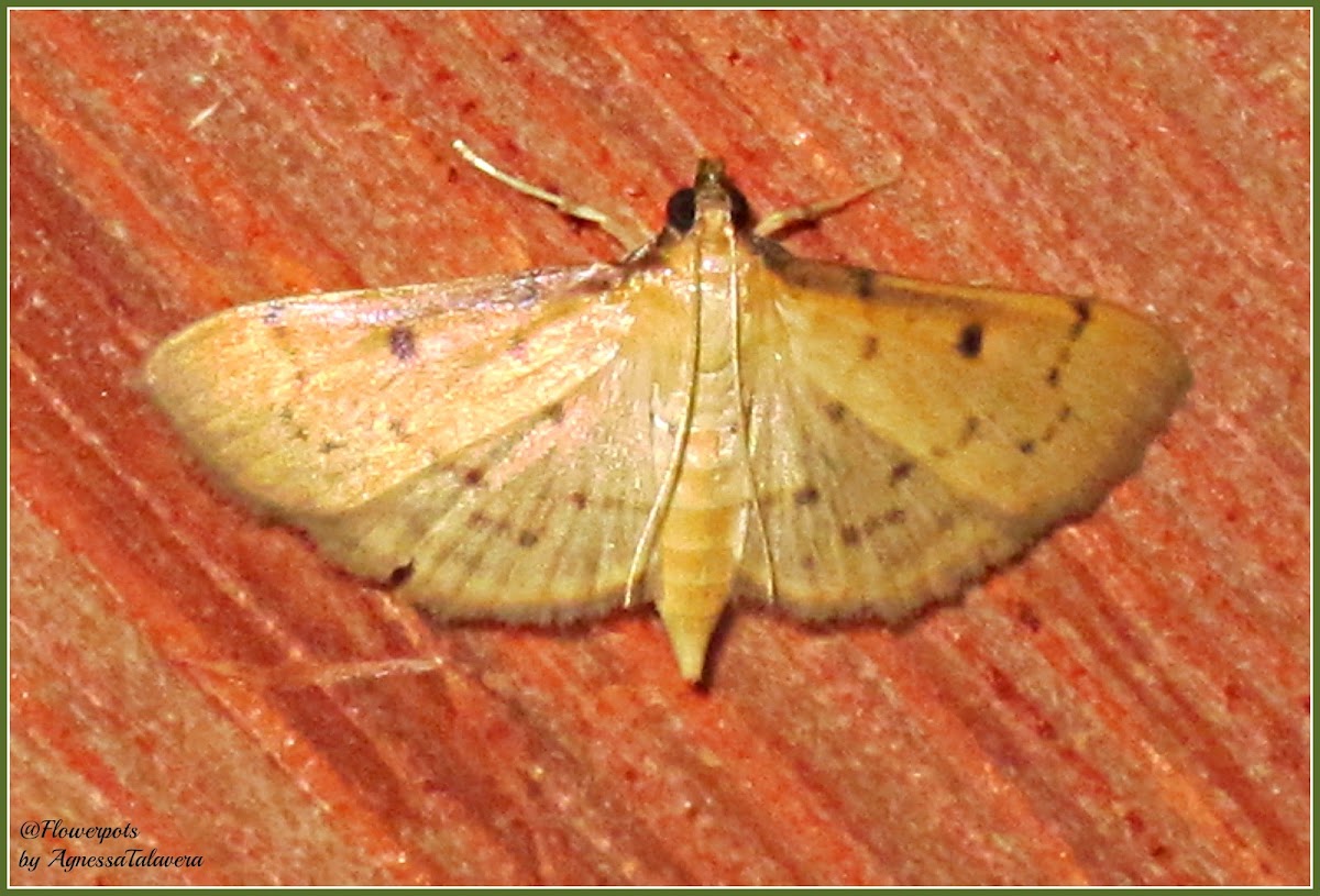 Southern Beet Webworm Moth, Two-spotted Herpetogramma